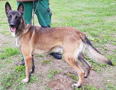 Vorausgebildeter Sprengstoffsuchhund